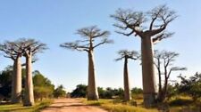 African Baobab Tree (Adansonia Digitata)  50 seeds. Bonsai.