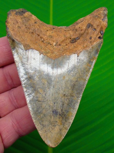 Megalodon shark tooth - megalodon, 4.12”