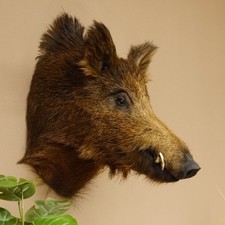 Wild Boar European Boar Boar