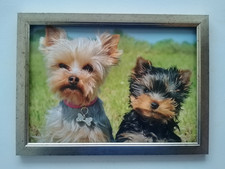 Yorksire Terrier  Dog and