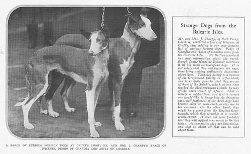Dogs brace ivicenes shown - dogs, of