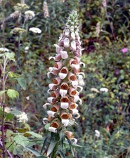 X6 In 9cm Pots - digitalis