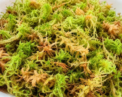 Fresh welsh live sphagnum - live,