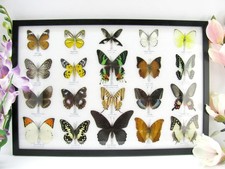 20 beautiful butterfly