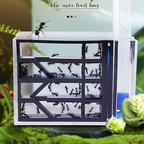 Ant farm study house - ant, for