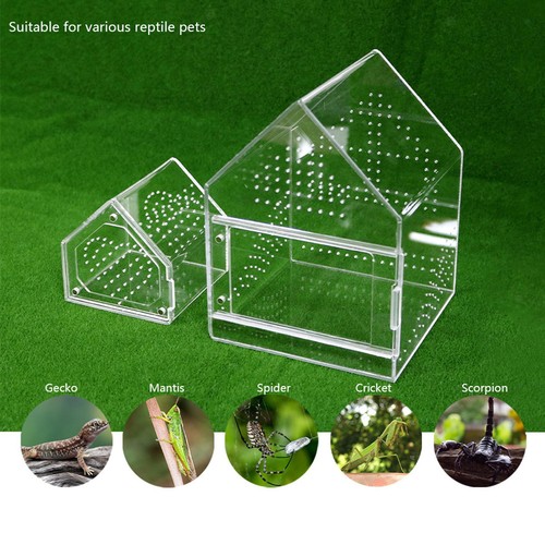 Jumping spider enclosure - jumping,