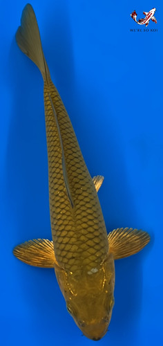 Chagoi - 7.5",