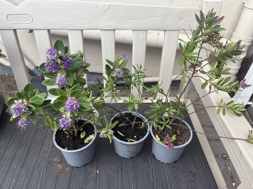 Hebe shrub l pot - hebe,