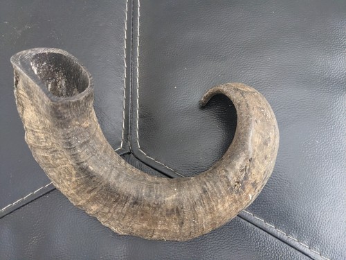 Welsh black rams - horn, for