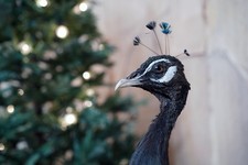 Doe & Hope X Hannah Matthews; Act VII; Unique; Taxidermy Peacock