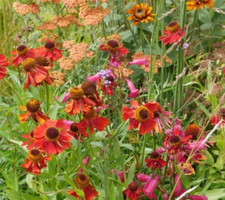 Helenium 'Moerheim Beauty' in a 9cm Pot