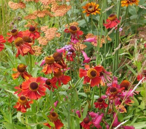 Helenium moerheim beauty in - 'moerheim, beauty'