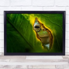 Macro Frog Leaf Eye Peek Green