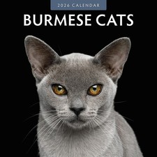 Burmese Cats 2026 Square Wall Calendar