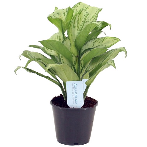 Aglaonema maria christina - aglaonema,