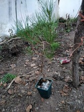 Calabrian Pine / Turkish Pine