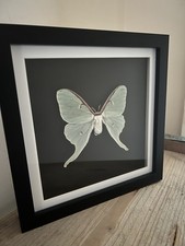 The Luna Moth - Actias Luna