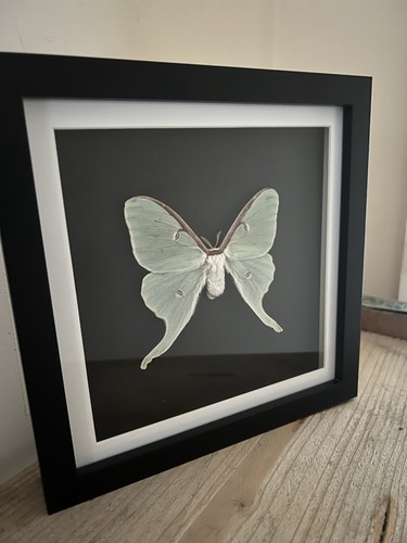 The luna moth - luna,