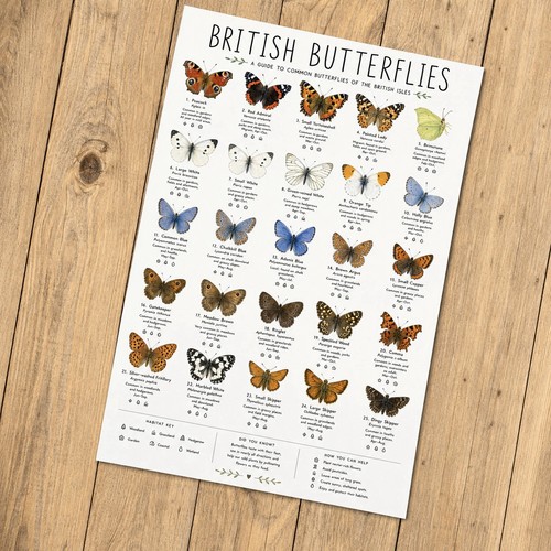 British butterflies poster - british,
