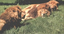 Longleat safari park - longleat,