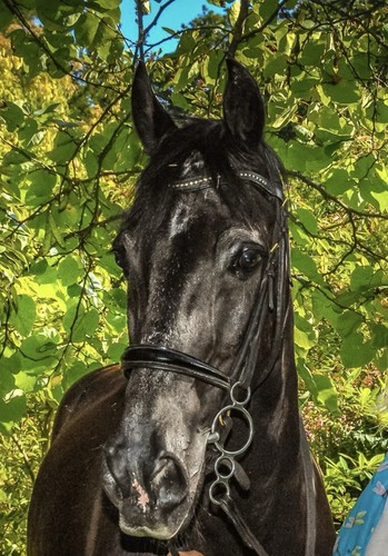 Equine english rolled - ck,