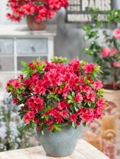 [x1] Dwarf Japanese Azalea  | Red | Evergreen Shrubs | P9 Pot