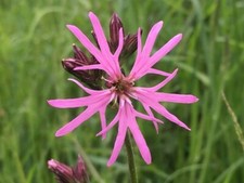 PINK RAGGED ROBIN seeds x75