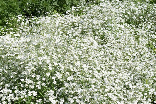 Flowr gypsophila elegans - flowr,