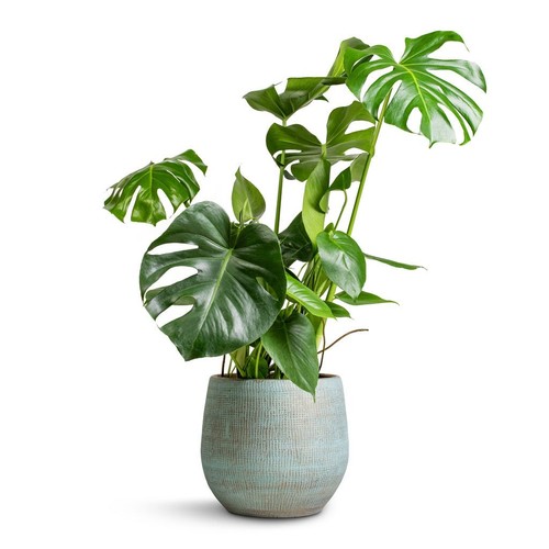 Monstera deliciosa swiss - deliciosa, ‘swiss