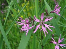 Lychnis flos cuculi ragged - flos, cuculi|