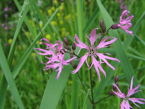 Lychnis flos cuculi ragged - lychnis,