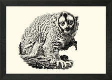 Black and White Night Monkey