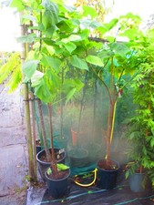 LARGE 6ft-7ft inc. pot Hardy Golden Indian Bean Tree - Catalpa aurea