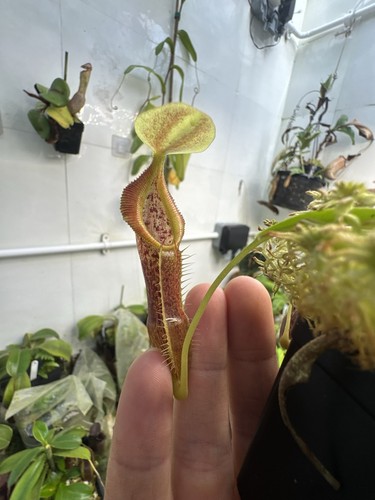 Nepenthes singalana unknown - nepenthes,