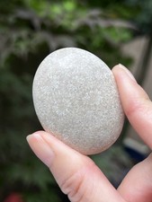 Fossilized coral crystal - fossilized,