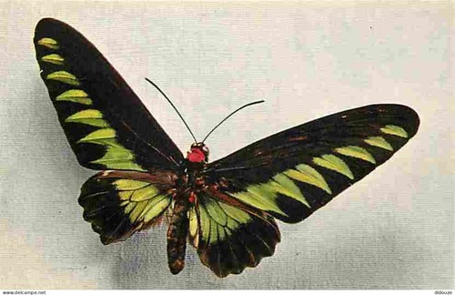 Postcard animals - animals,