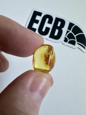 Baltic Amber With Mosquito Inclusion. 100% Real, No Fakes. Uk Seller 🇬🇧