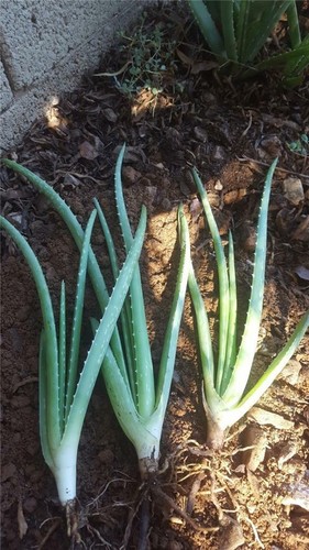 Lot aloe vera plants - of, 4
