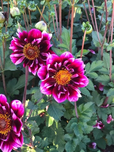 Dahlia tuber liquid desire - dahlia,