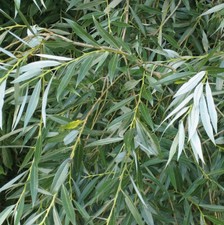 10 White Willow 3-4ft,Salix Alba Hedging Plants, Quick Growing Screen