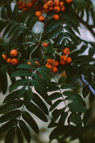 Sorbus apricot queen mountain - sorbus,
