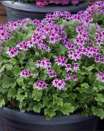 Geranium orange large - geranium,