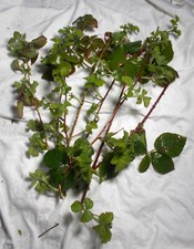 Fresh Wild Organic Blackberry