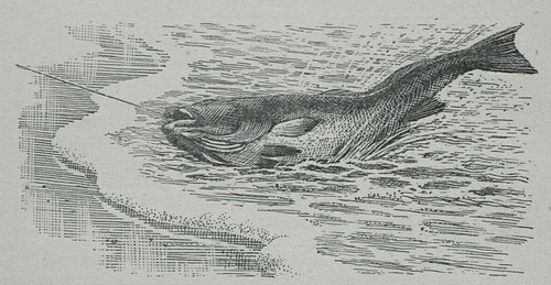 Hooked fish tunnicliffe - hooked,