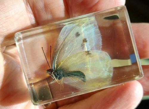 Real moth butterfly bug - real,