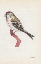 Vintage bird print, book