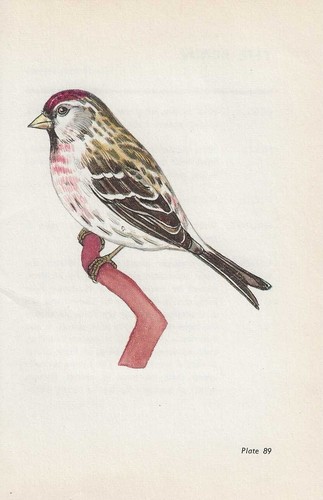 Vintage bird print - ,, book