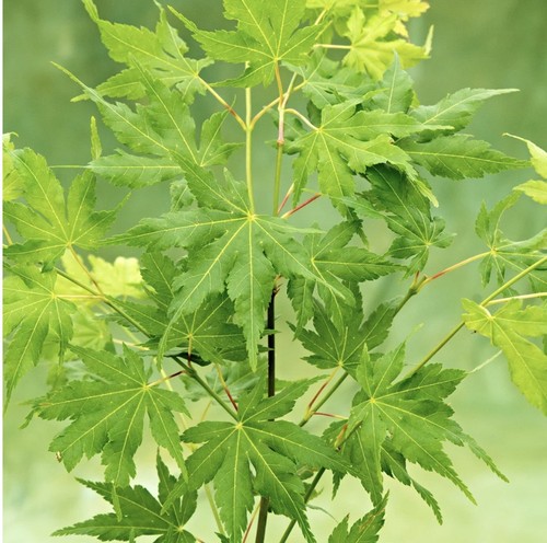 Japanese maple acer going - acer, 'going