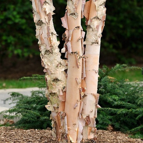 Trio river birch trees - river,