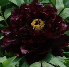 3 Japanese Peony tree in 9cm
